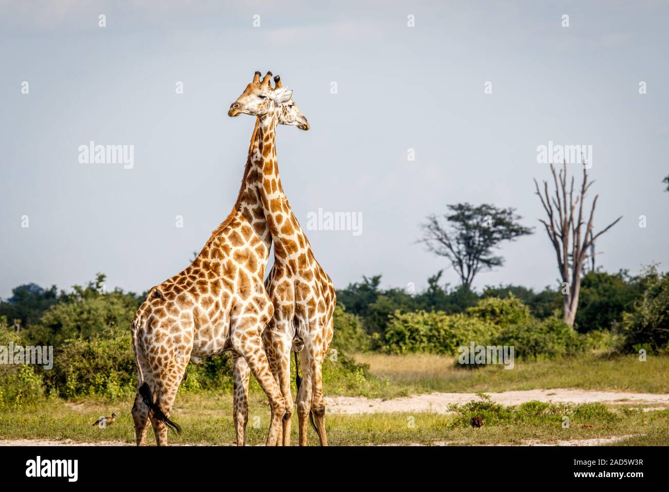 Two giraffes standing tall hi-res stock photography and images - Alamy