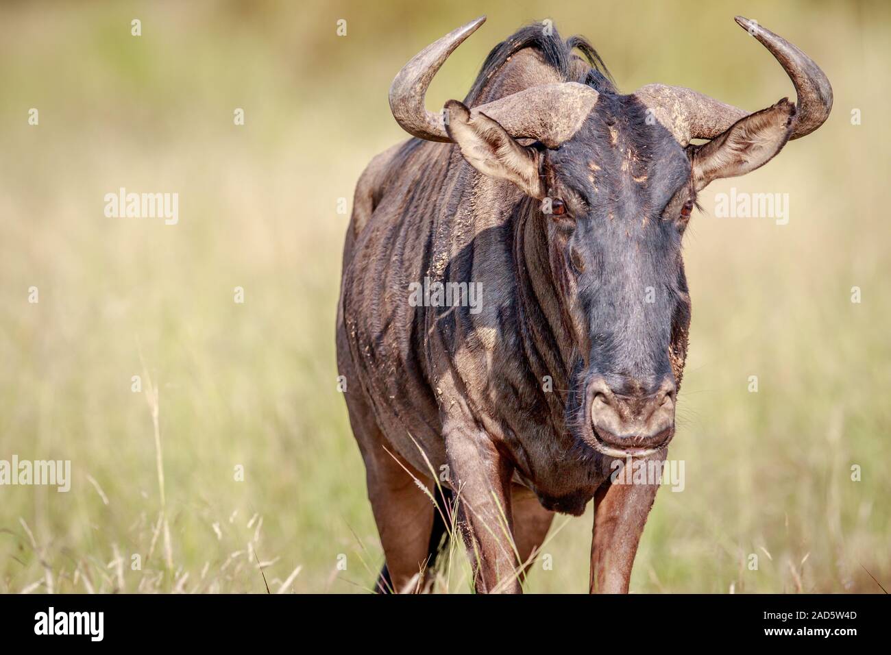 Blue wildebeest starring at the camera. Stock Photo