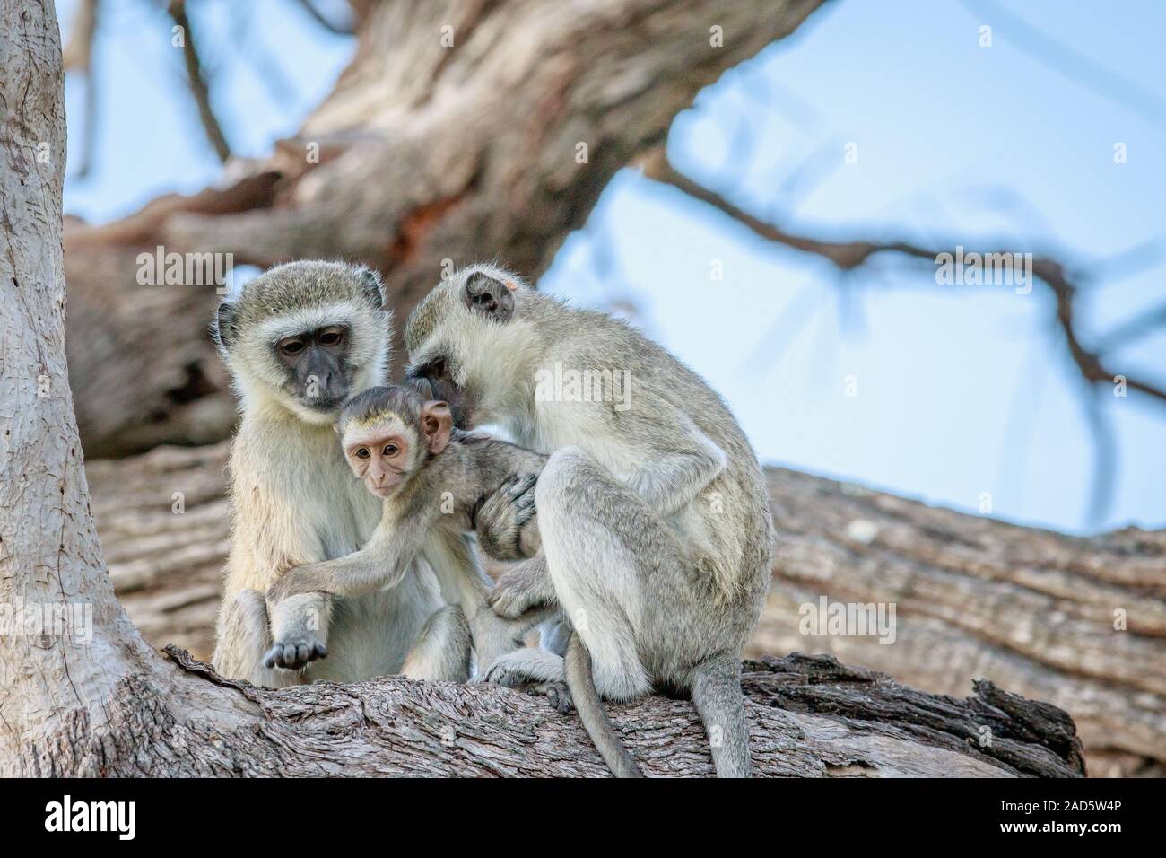 Family of Vervet monkeys sitting in a tree. Stock Photo