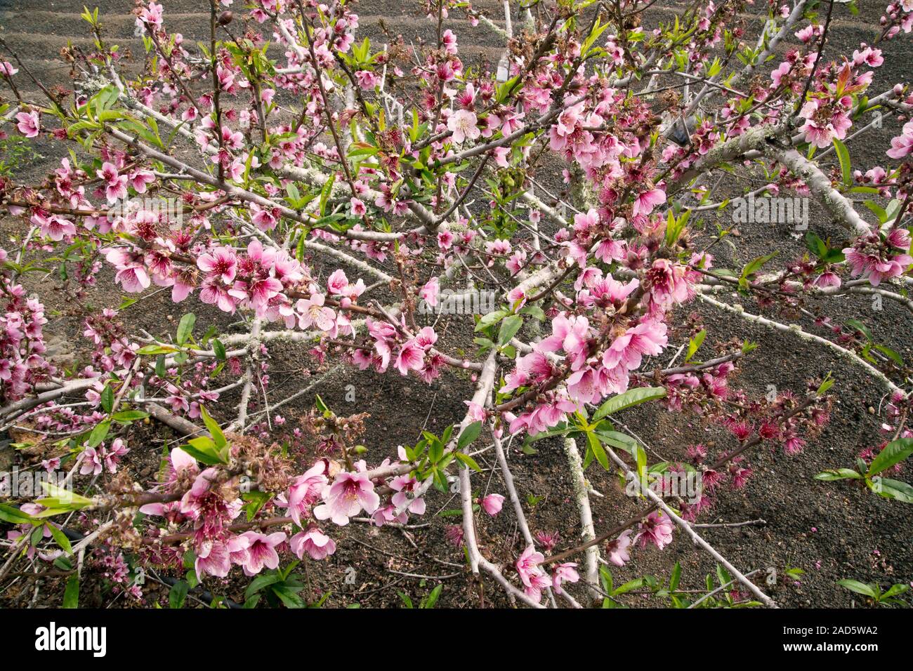 Dwarf peach tree (Prunus persica) flowering Stock Photo Alamy