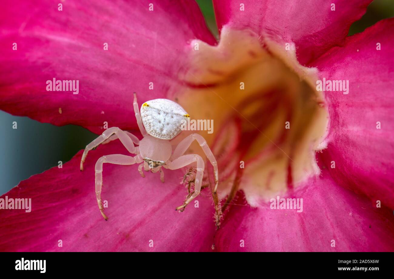 Crab spider (Thomisus sp.) on a flower. These small spiders are ambush
