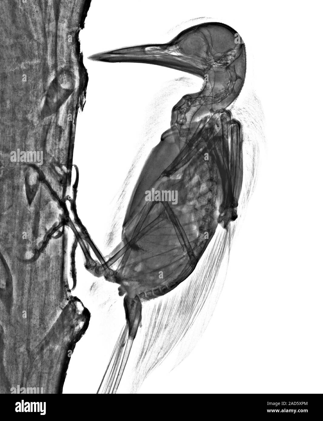 Not for print or poster uses Woodpecker (Family Picidae), Xray Stock