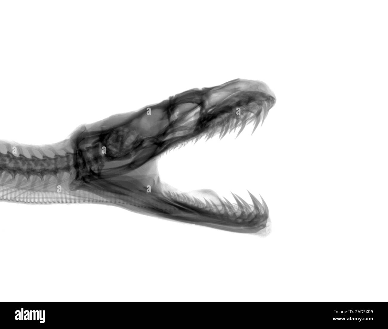 X-ray of a python skull (Family Pythonidae Stock Photo - Alamy