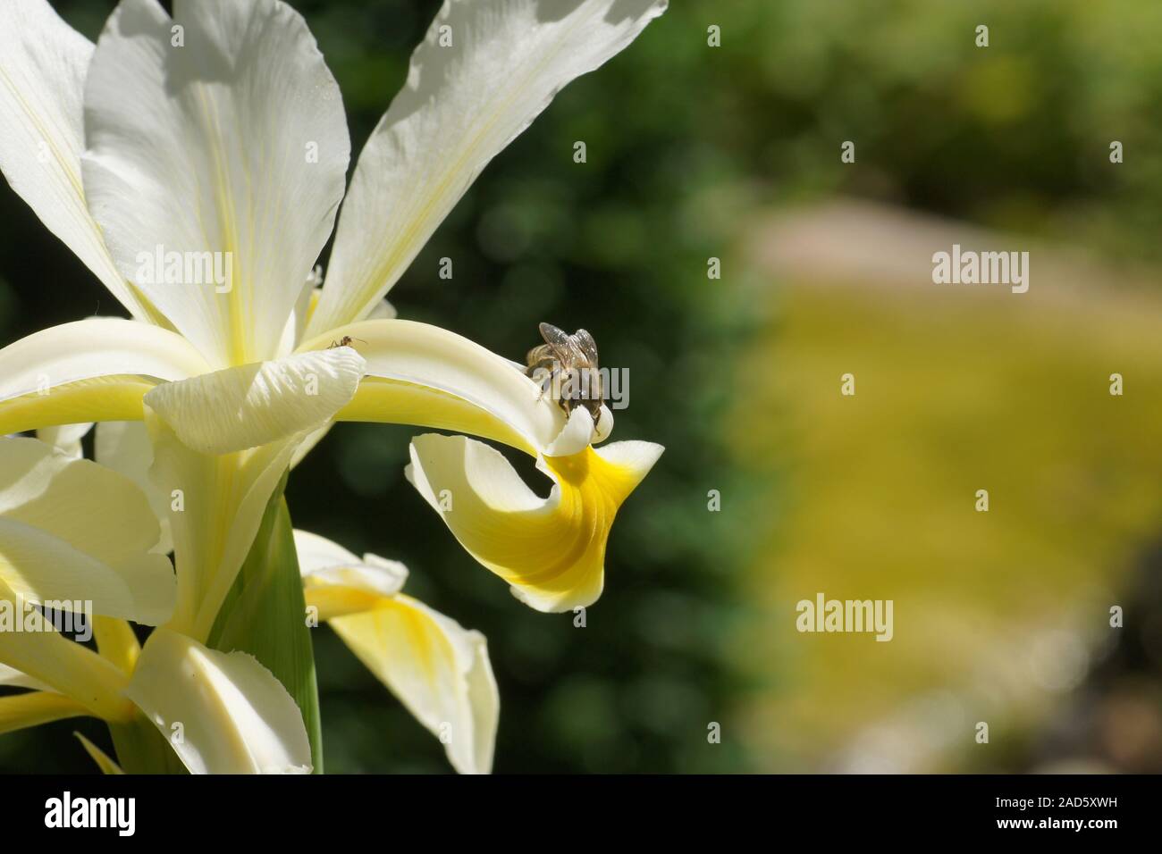 Iris ochroleuca, syn. Iris orientalis, oriental iris, with bee Stock Photo