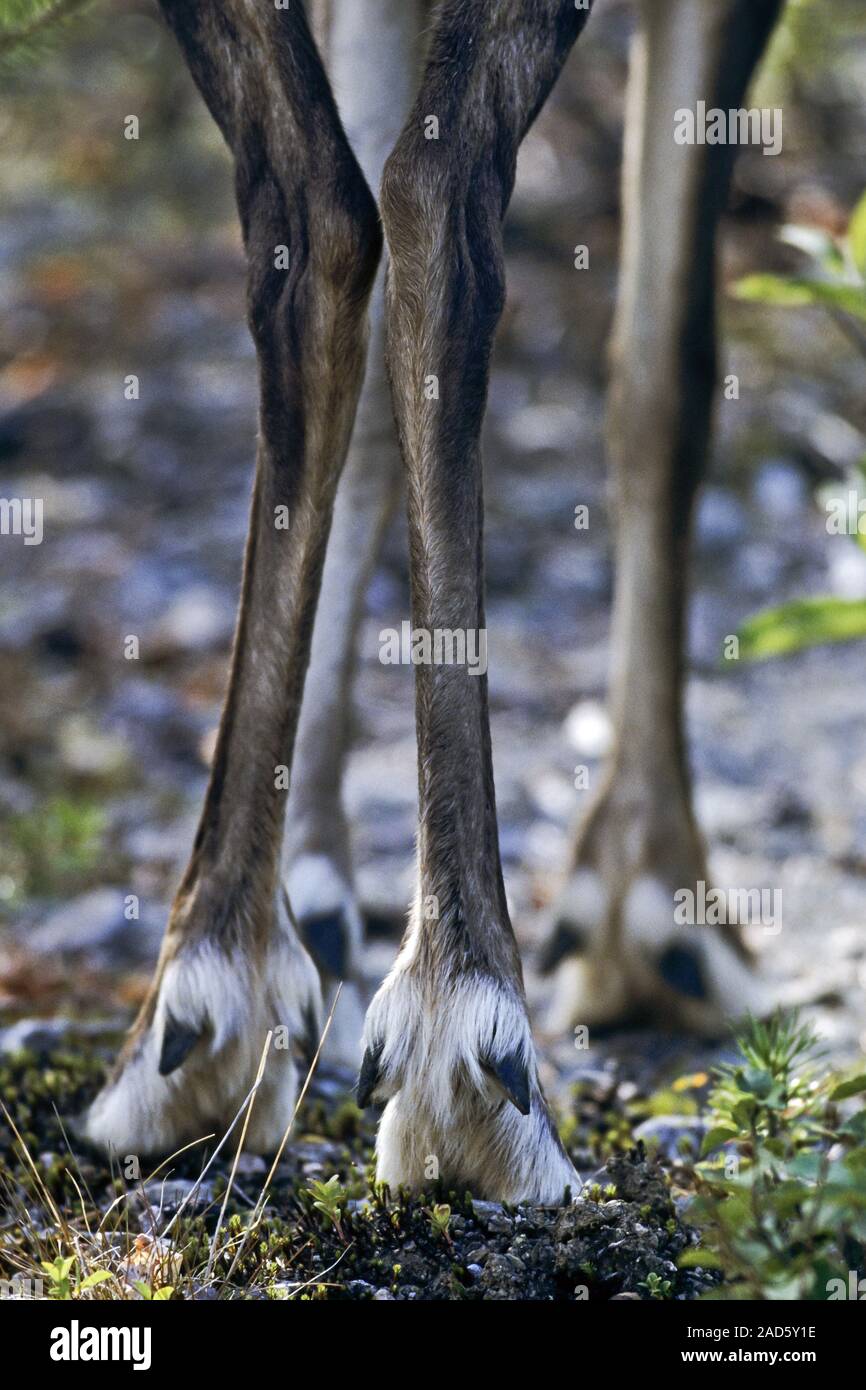 Reindeer, the knees produce a clicking sound as they walk / Rangifer tarandus Stock Photo - Alamy Reindeer, the knees produce a clicking sound as they walk / Rangifer tarandus Stock Photo - Alamy