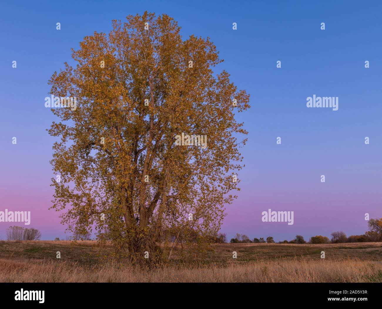 Eastern Cottonwood tree (Populus deltoides), Autumn, Minnesota, USA, by