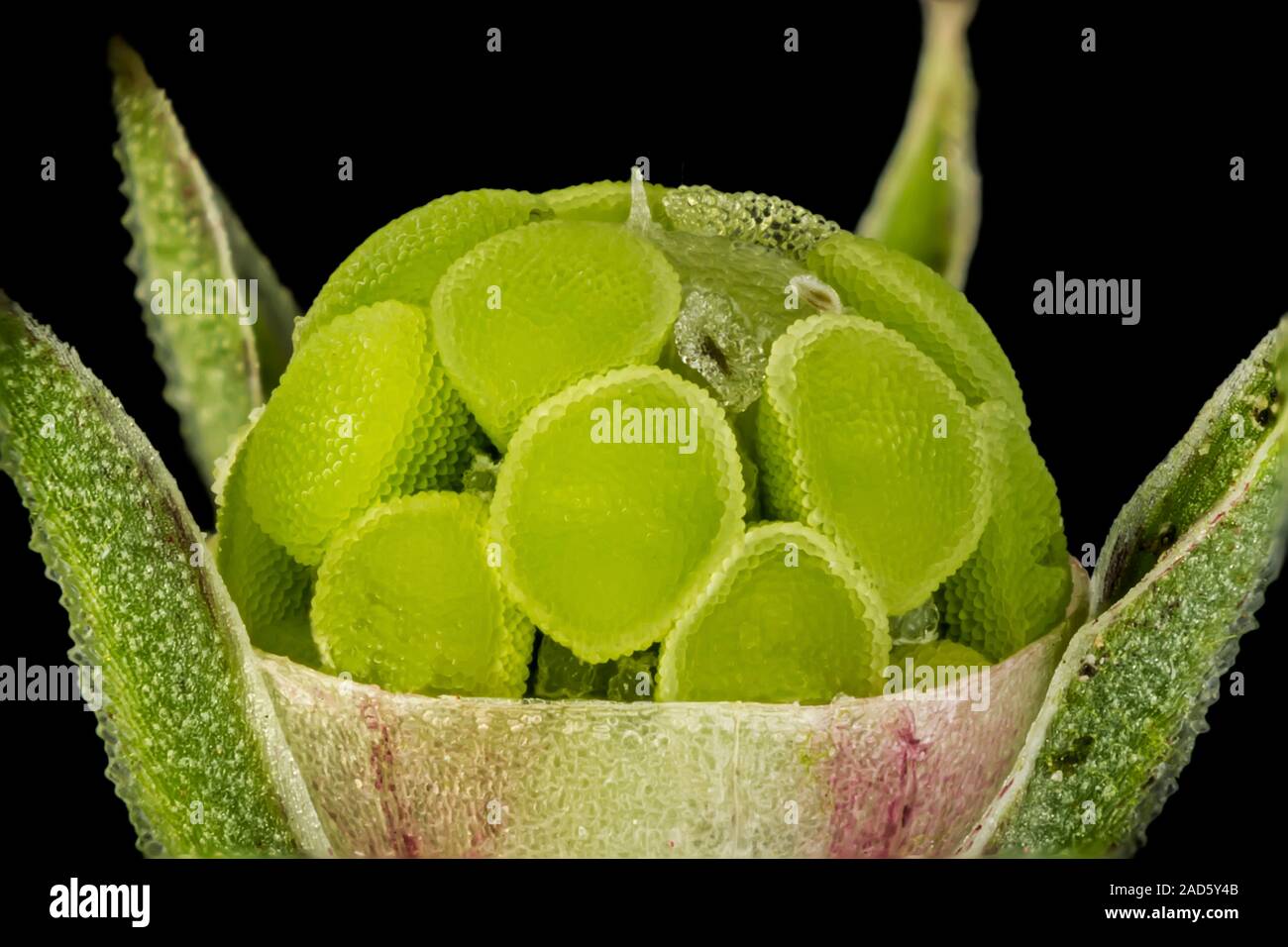 Light micrograph of an unripe seed capsule of the scarlet pimpernel