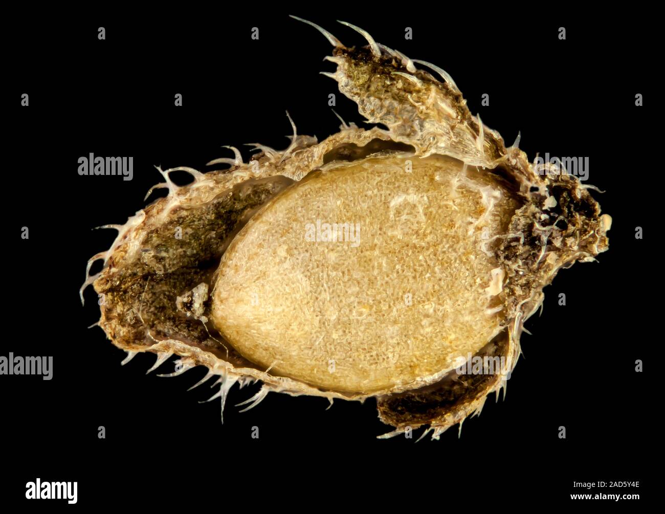 Light micrograph of a seed grain of Stinging Nettle, Urtica dioica, taken from a wildflower. Dried nettle seeds are used in herbal medicine. Microscop Stock Photo
