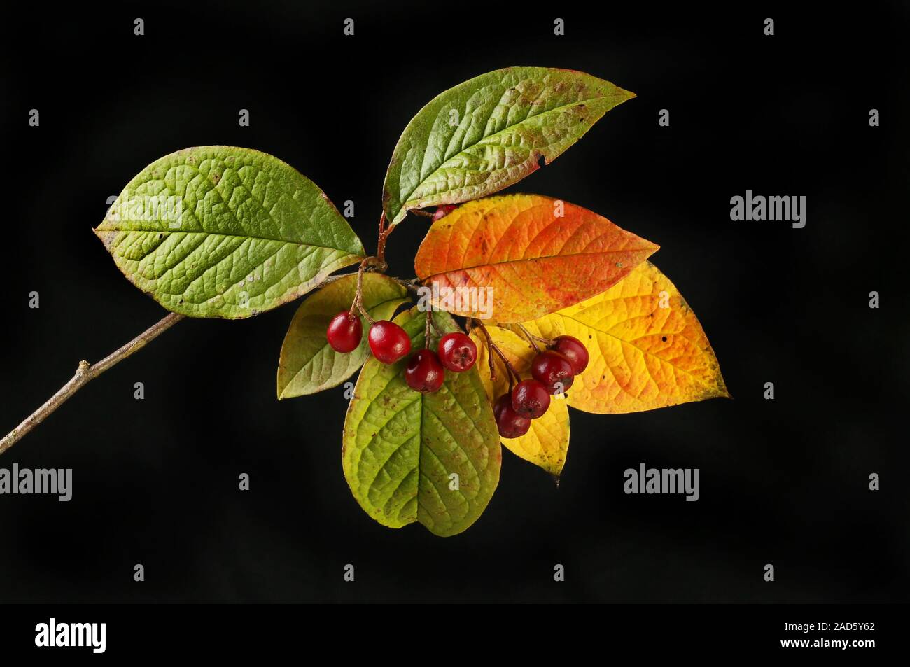 Autumnal colors of cotoneaster leaves and berries isolated against black Stock Photo