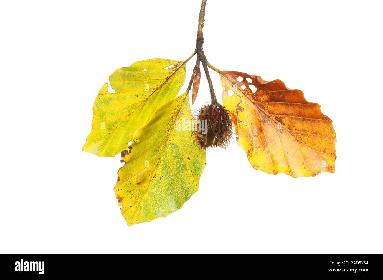 Beech tree leaves isolated hi-res stock photography and images - Alamy