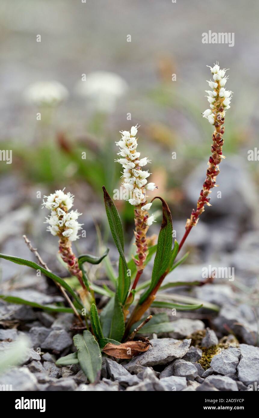 Alpine bistort (Bistorta vivipara) in flower on limestone barrens. Photographed in Newfoundland, Canada. Stock Photo