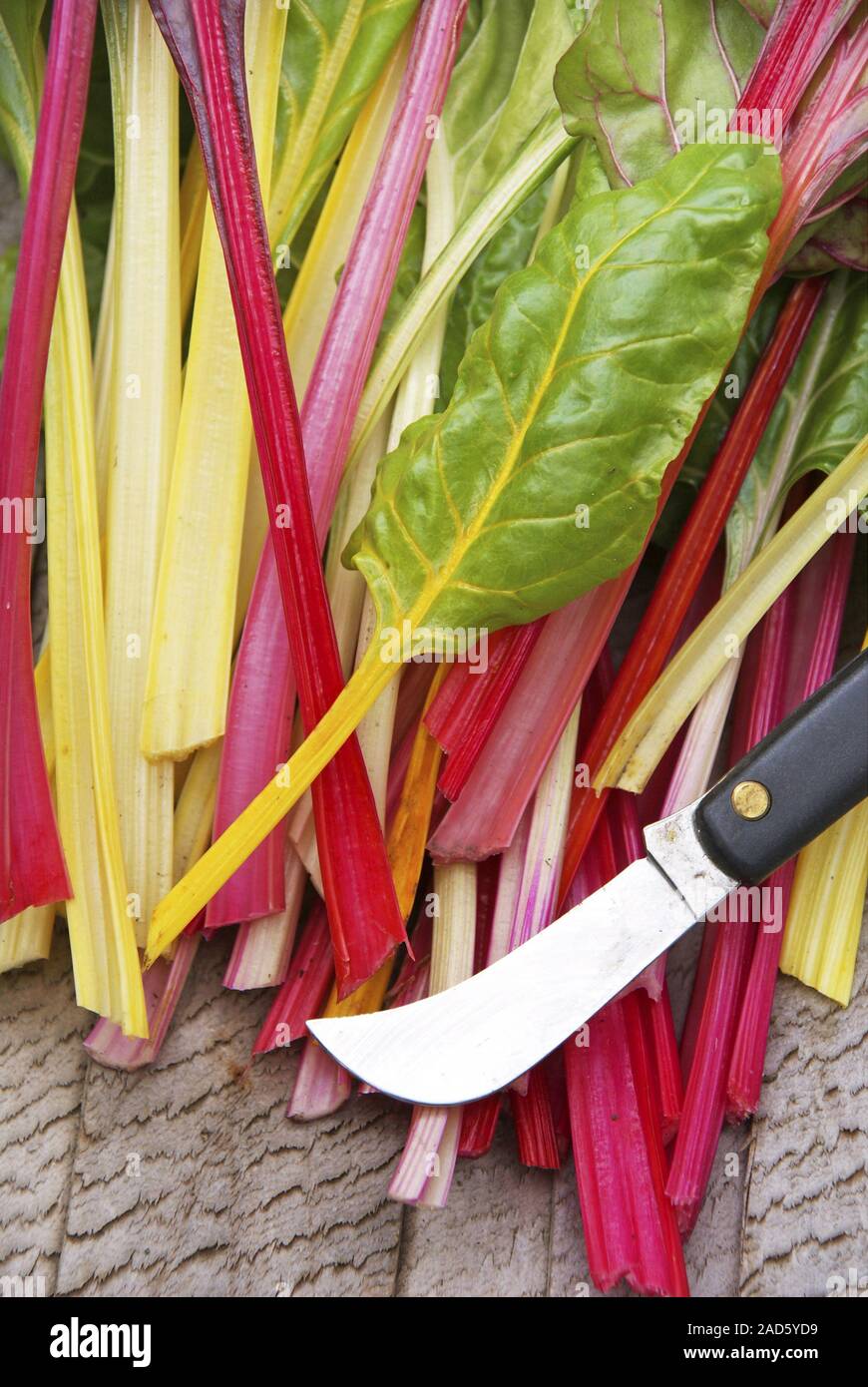 Freshly harvested Colorful chard (Beta vulgaris subsp. Cicla var. Flavescens) 'Bright Lights' and a billhook in a wooden basket UK + IRISH RIGHTS ONLY Stock Photo