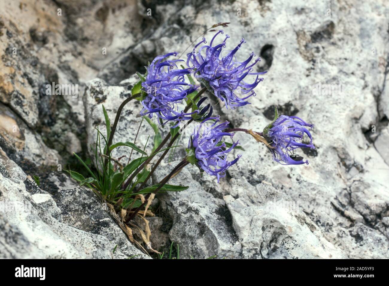 Dwarf round-headed rampion (Phyteuma orbiculare) in flower on limestone ...