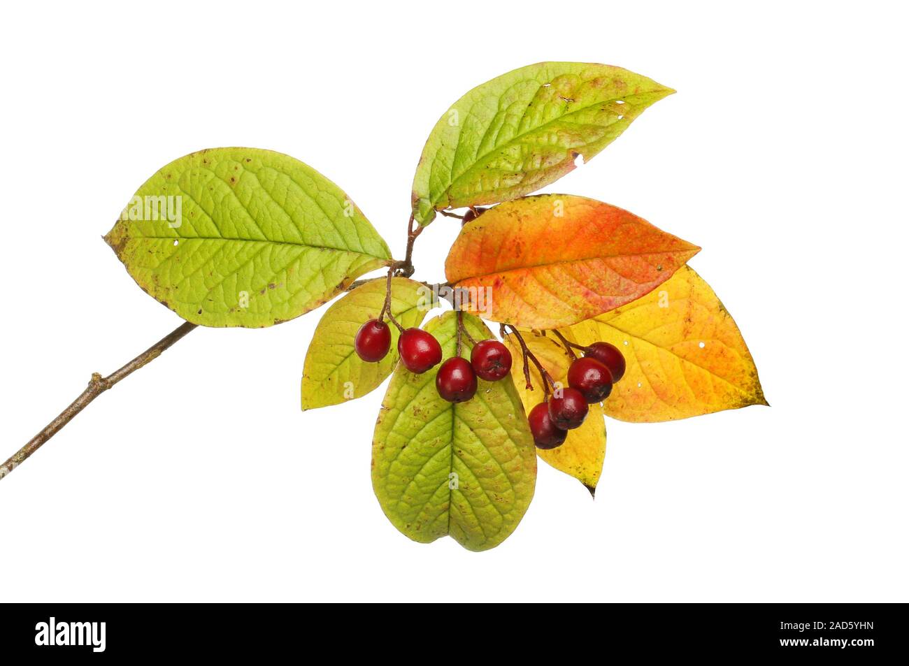 Autumnal colors of cotoneaster leaves and berries isolated against white Stock Photo