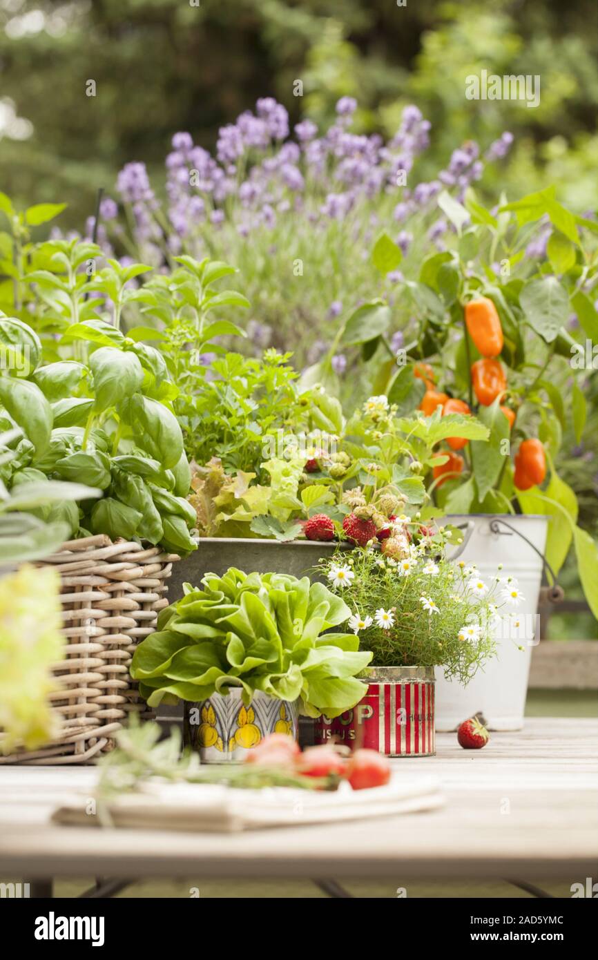 Balcony in summer - salad and flowers in old tins UK + IRISH RIGHTS ONLY. Stock Photo