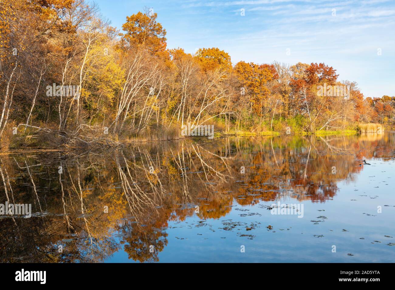 White Birch, Quaking Aspen, and Oak forest along lake, Autumn, Minnesota, USA, by Dominique Braud/Dembinsky Photo Assoc Stock Photo
