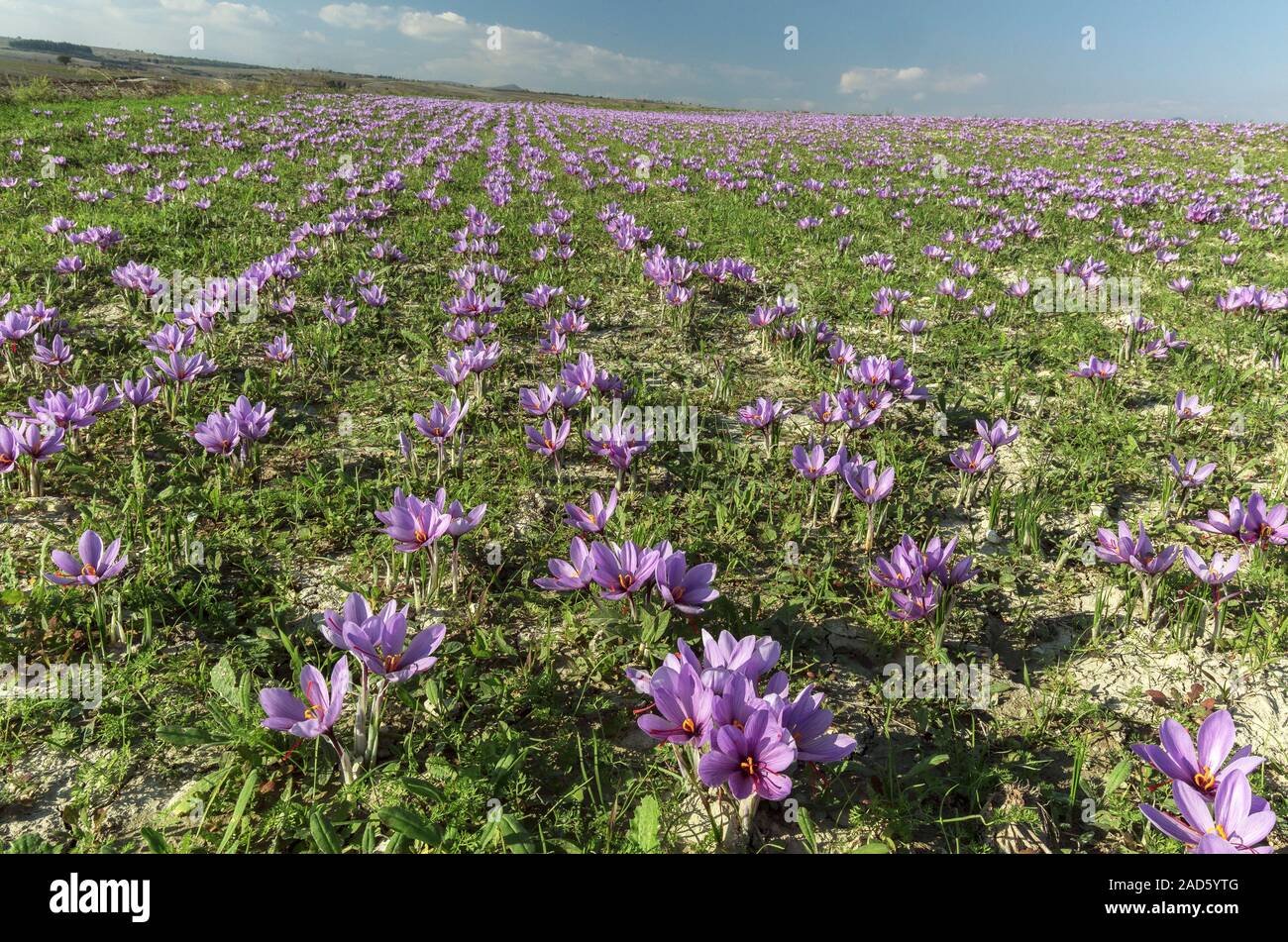 Saffron farming. Saffron crocus (Crocus sativus) plants in flower on a