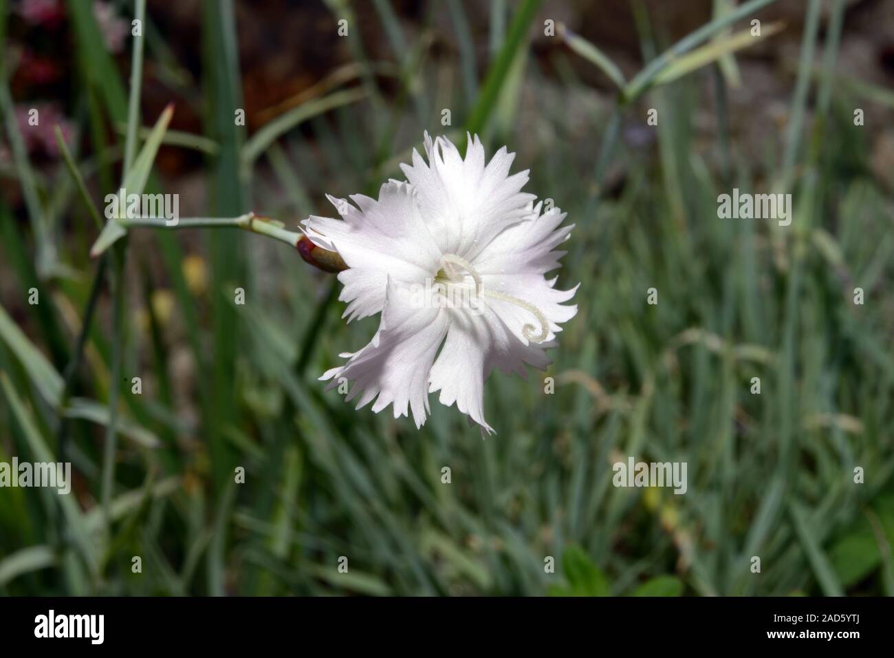 Dianthus turkestanicus, a member of the family Caryophyllaceae, is native to China and Kazakhstan. Stock Photo