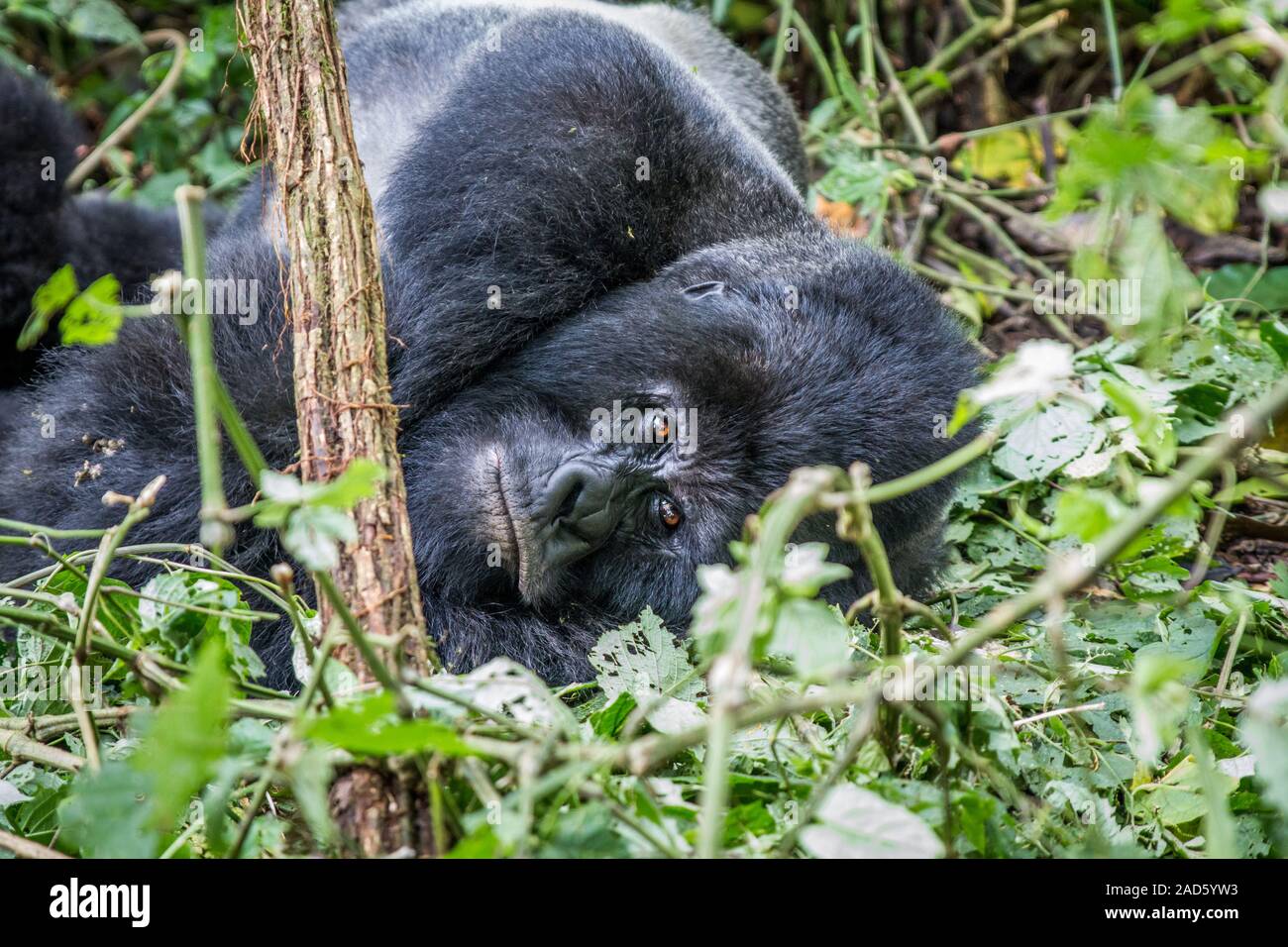 Silverback Mountain gorilla laying down. Stock Photo