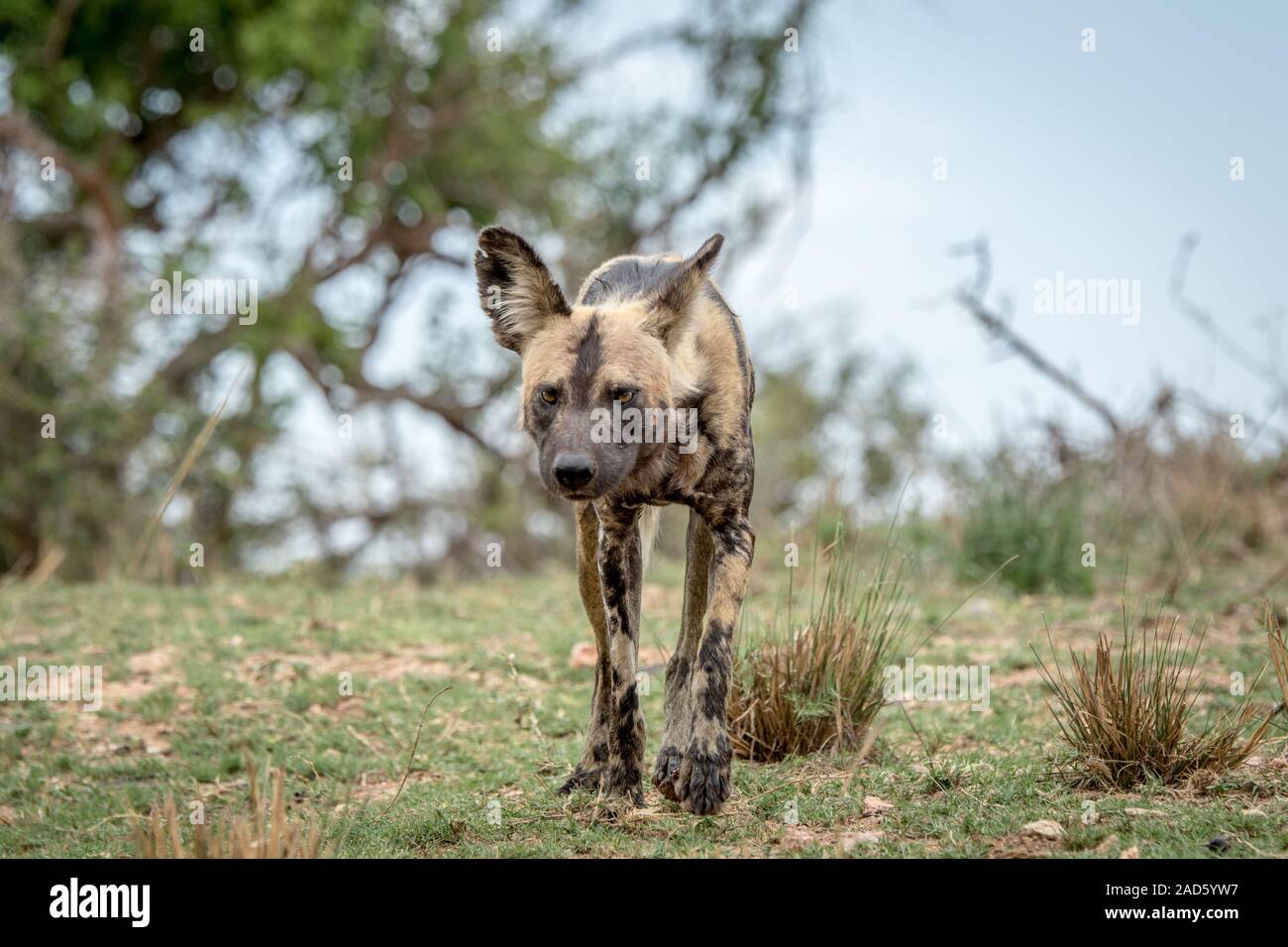 African wild dog walking towards the camera. Stock Photo