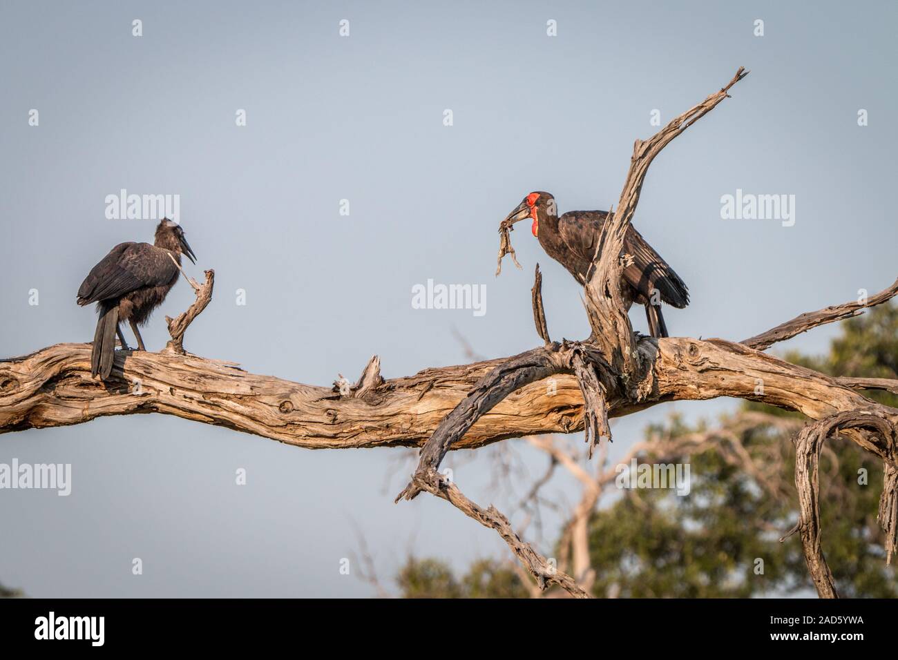 Two Southern ground hornbills on the branch. Stock Photo