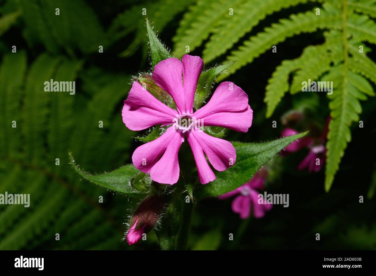 Silene dioica (red campion) is native to Europe where it grows on roadsides, in woodlands and on rocky slopes. Stock Photo