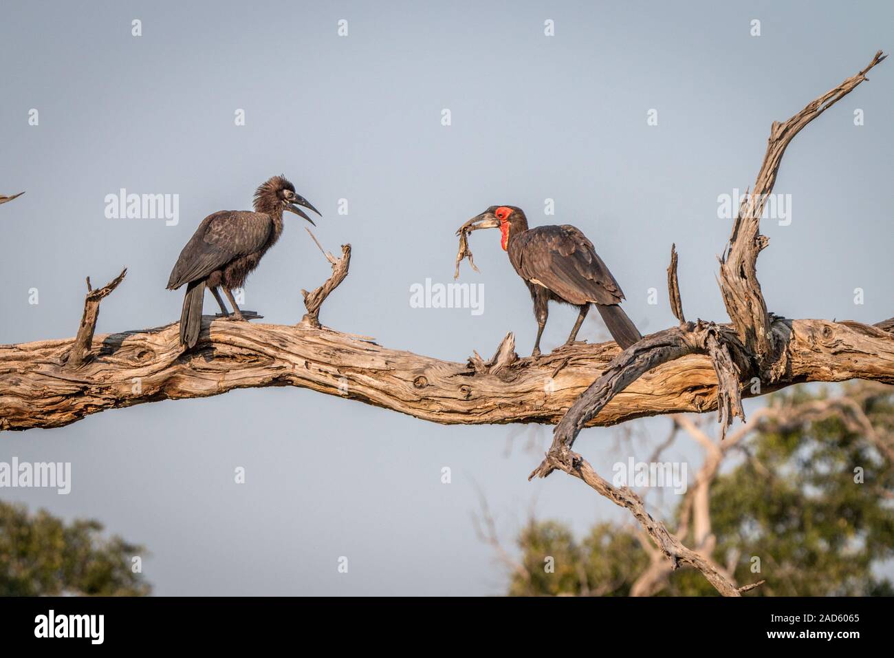 Two Southern ground hornbills on the branch. Stock Photo