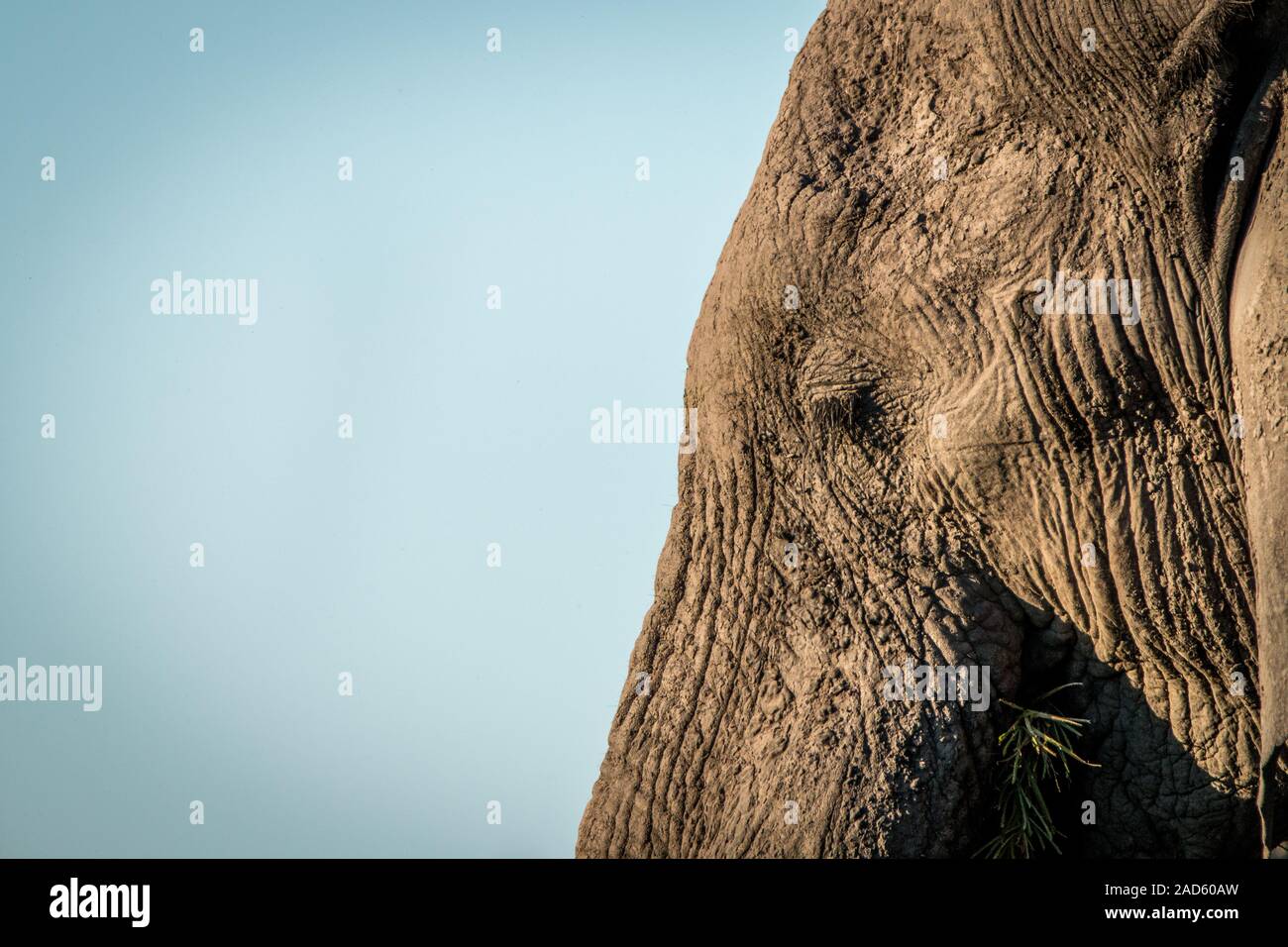 Side profile of the face of an Elephant. Stock Photo