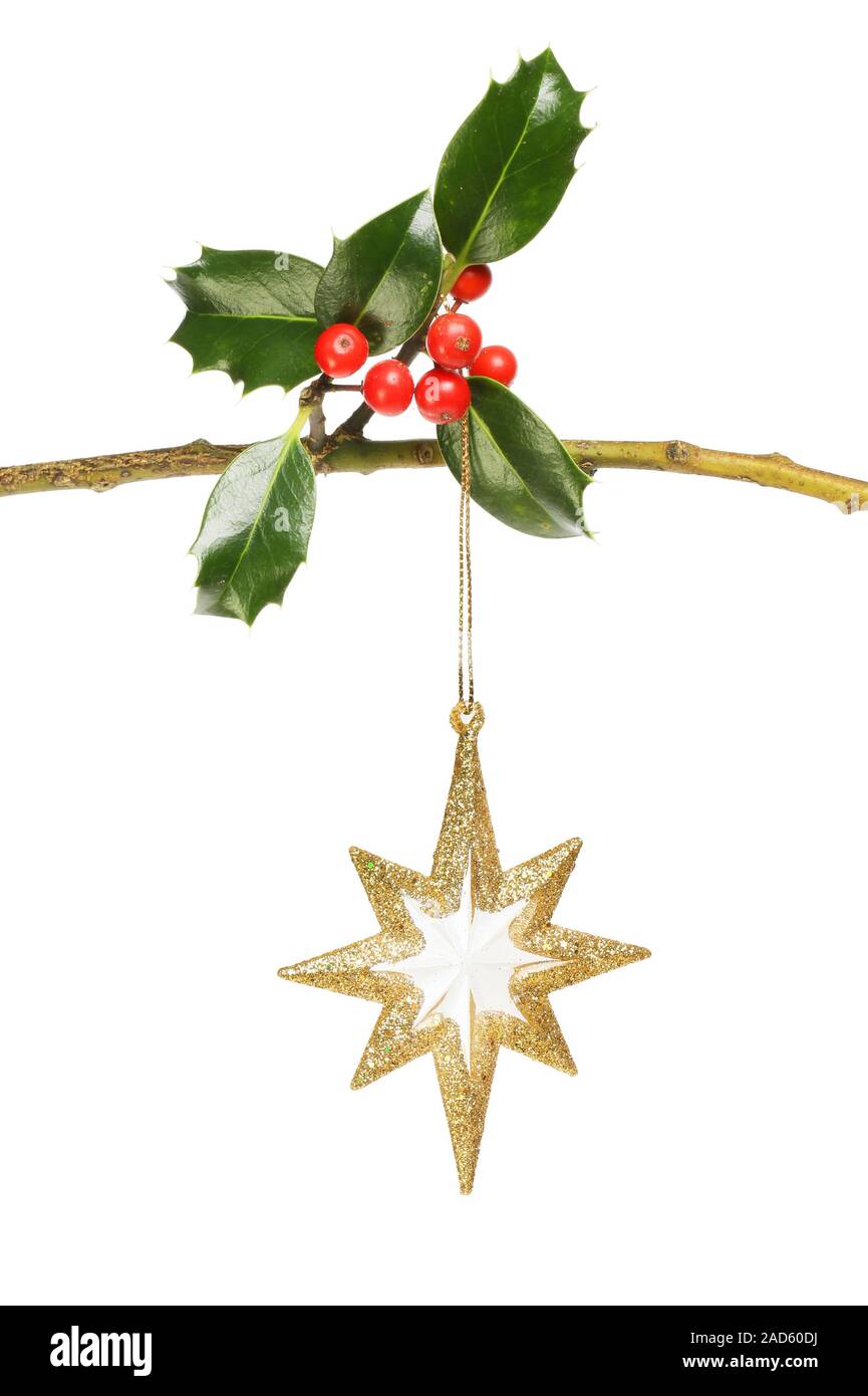 Gold glitter Christmas star decoration hanging from a holly branch ...