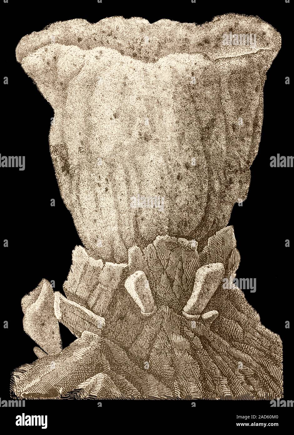 19th century illustration of a growing sponge. Sponges are