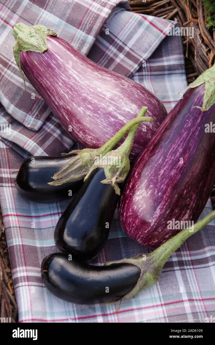 Various types of aubergines in a harvest basket UK + IRISH RIGHTS ONLY