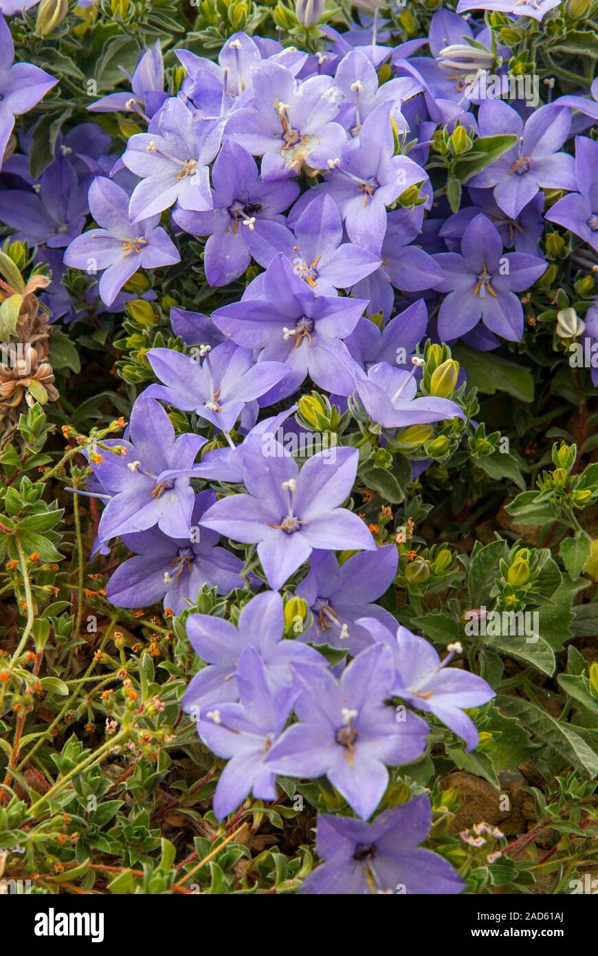 Italian bellflowers (Campanula isophylla Stock Photo Alamy