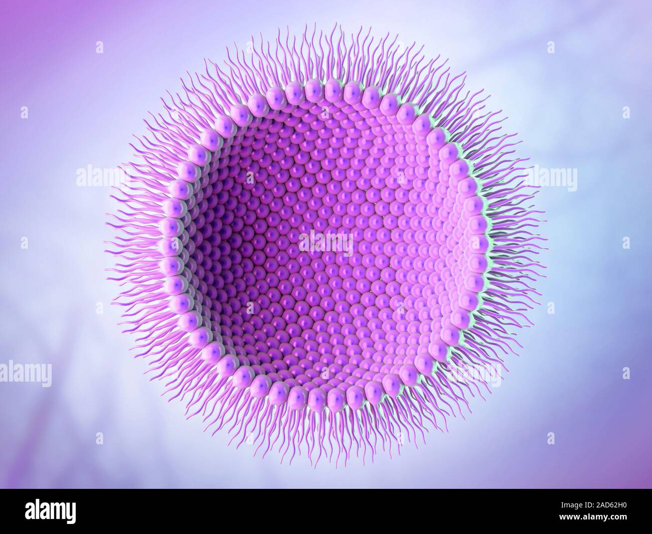 Inverse micelle. Cut-away illustration of phospholipids forming an inverse, or reverse, micelle. Each phospholipid molecule consists of a hydrophilic Stock Photo