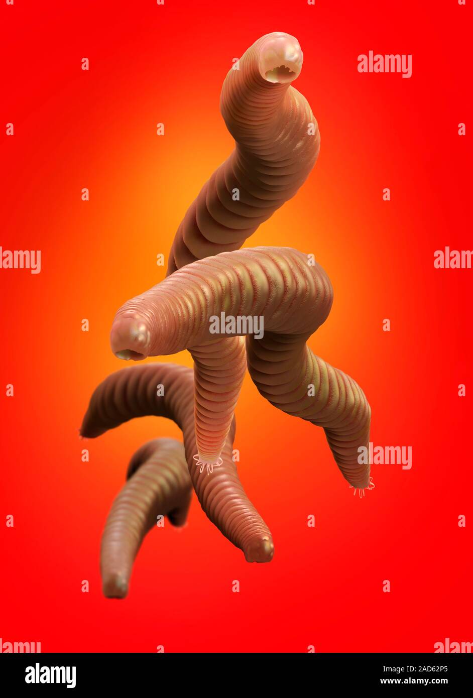 Hookworms. Illustration of a group of hookworms. Hookworms are nematode