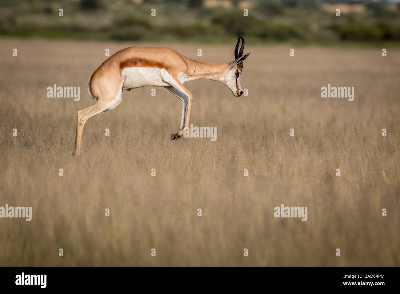 Springbok jumping south africa hires stock photography and images Alamy