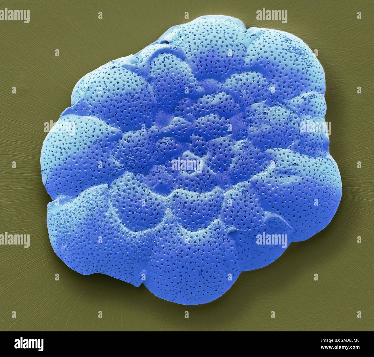 Foraminiferan shell. Coloured scanning electron micrograph (SEM) of the ...