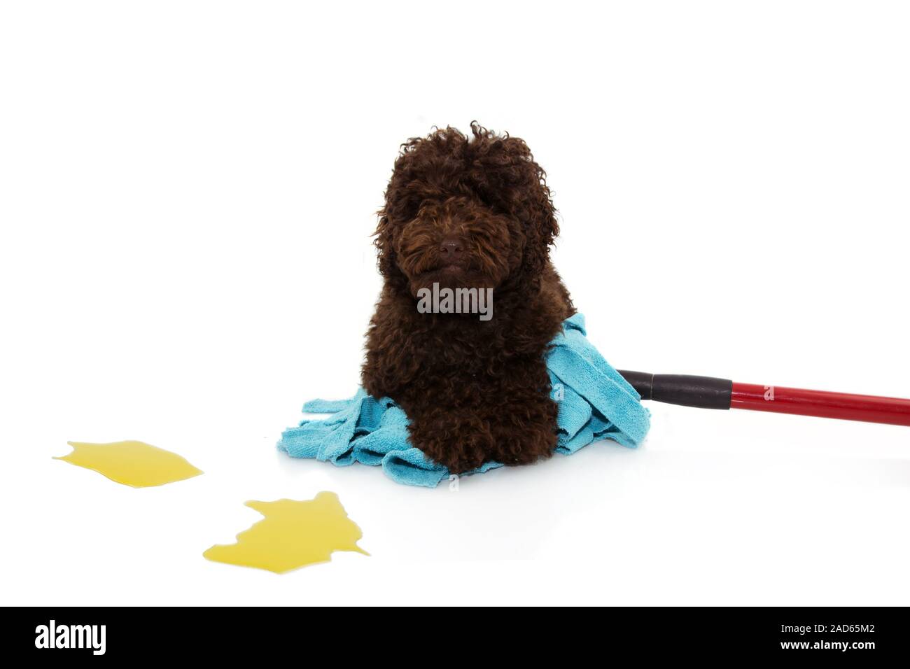 little puppy poodle dog sitting over a mope for urinate or pee at home