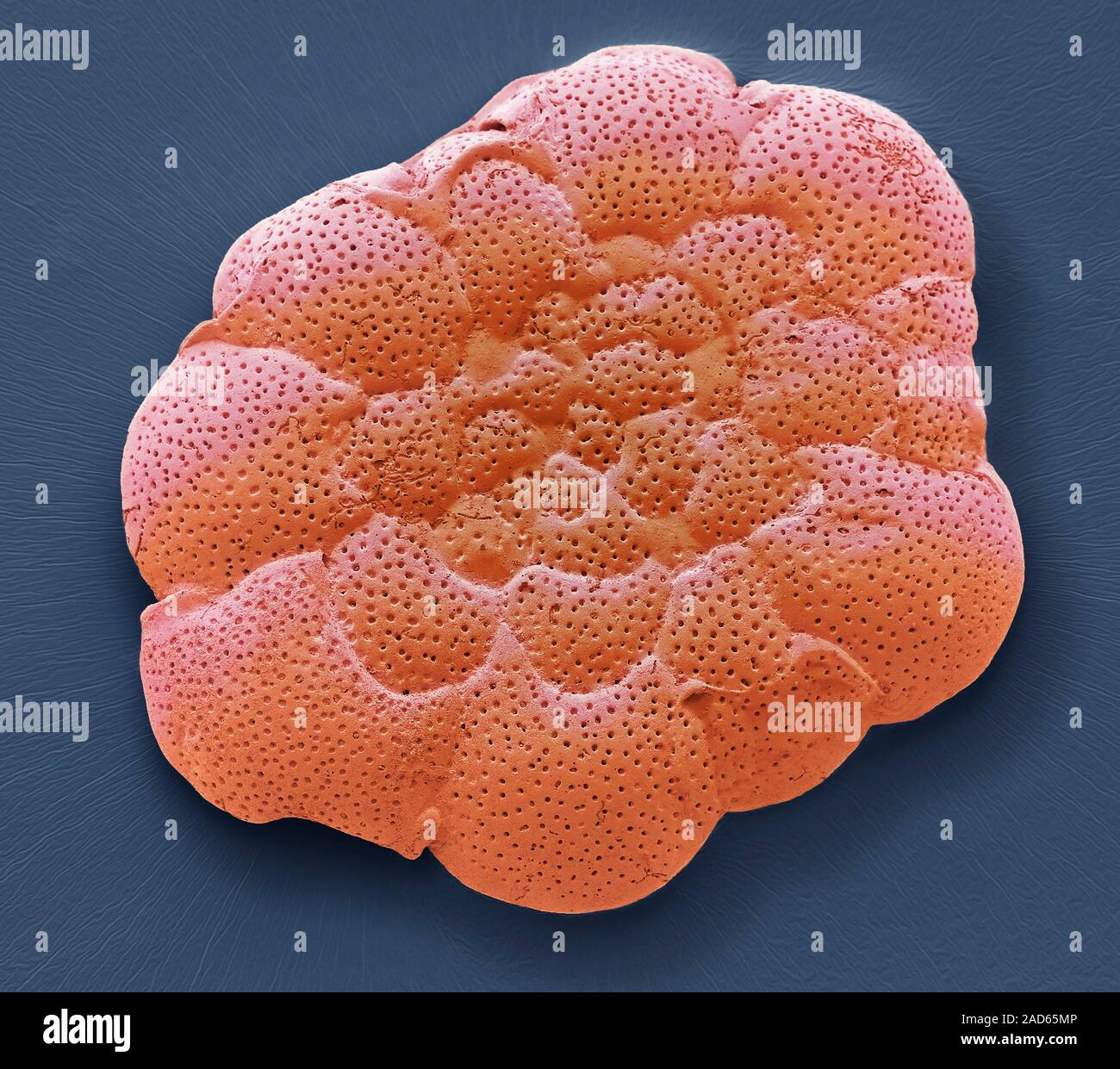 Foraminiferan shell. Coloured scanning electron micrograph (SEM) of the ...