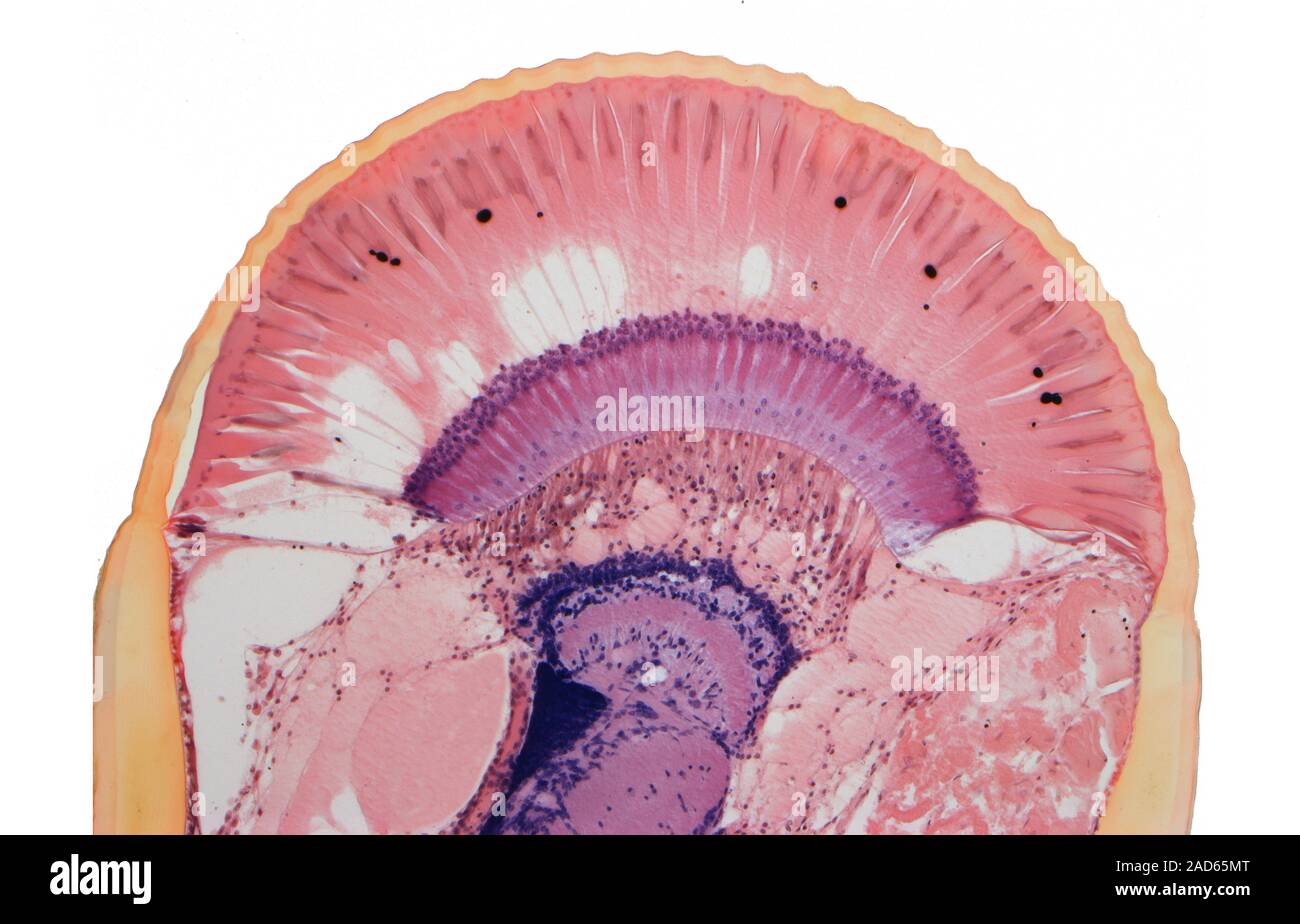 Crayfish compound eye. Light micrograph (LM) of a longitudinal section