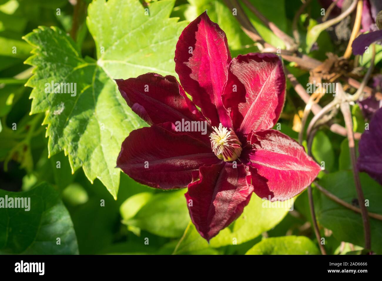 Large flowered Clematis cultivar with deep red burgundy color in a backyard garden Stock Photo