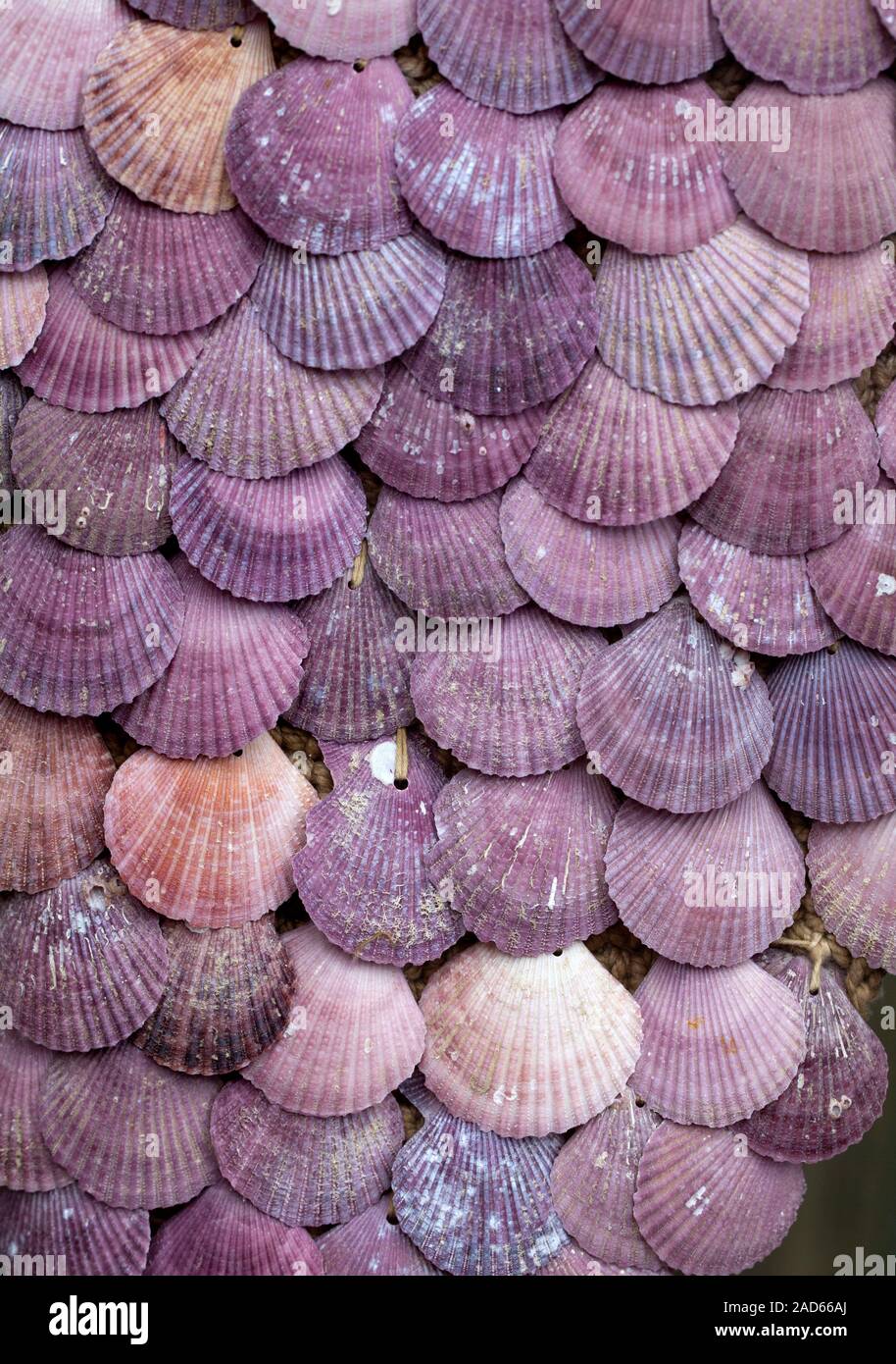 Pecten are a genus of bivalve saltwater clams belonging to the family