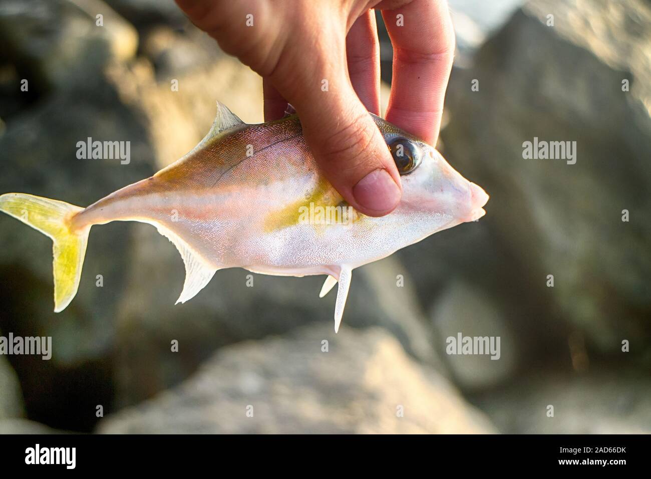 Amateur fishing in India 6. This triggerfish caught on clam meat Stock Photo