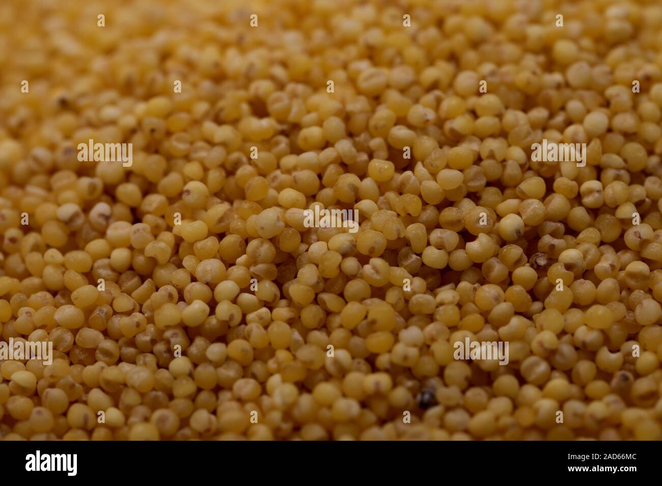 Millet cereal food grains healthy Stock Photo Alamy
