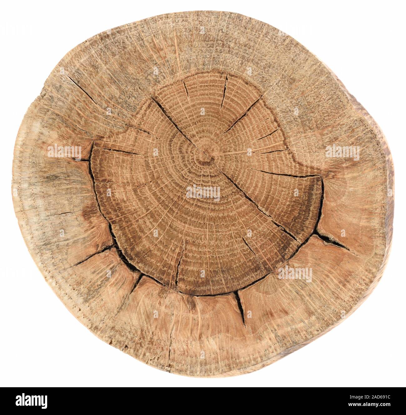 Round cross section of old oak tree with cracks and annual rings ...