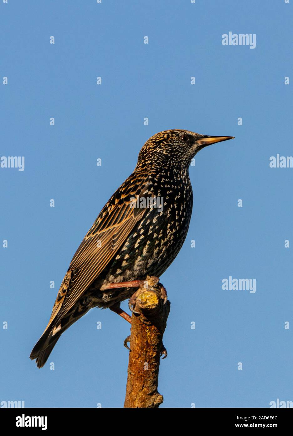 Sturnidae, Starling, perched on a branch in the UK countryside, winter 2019 Stock Photo