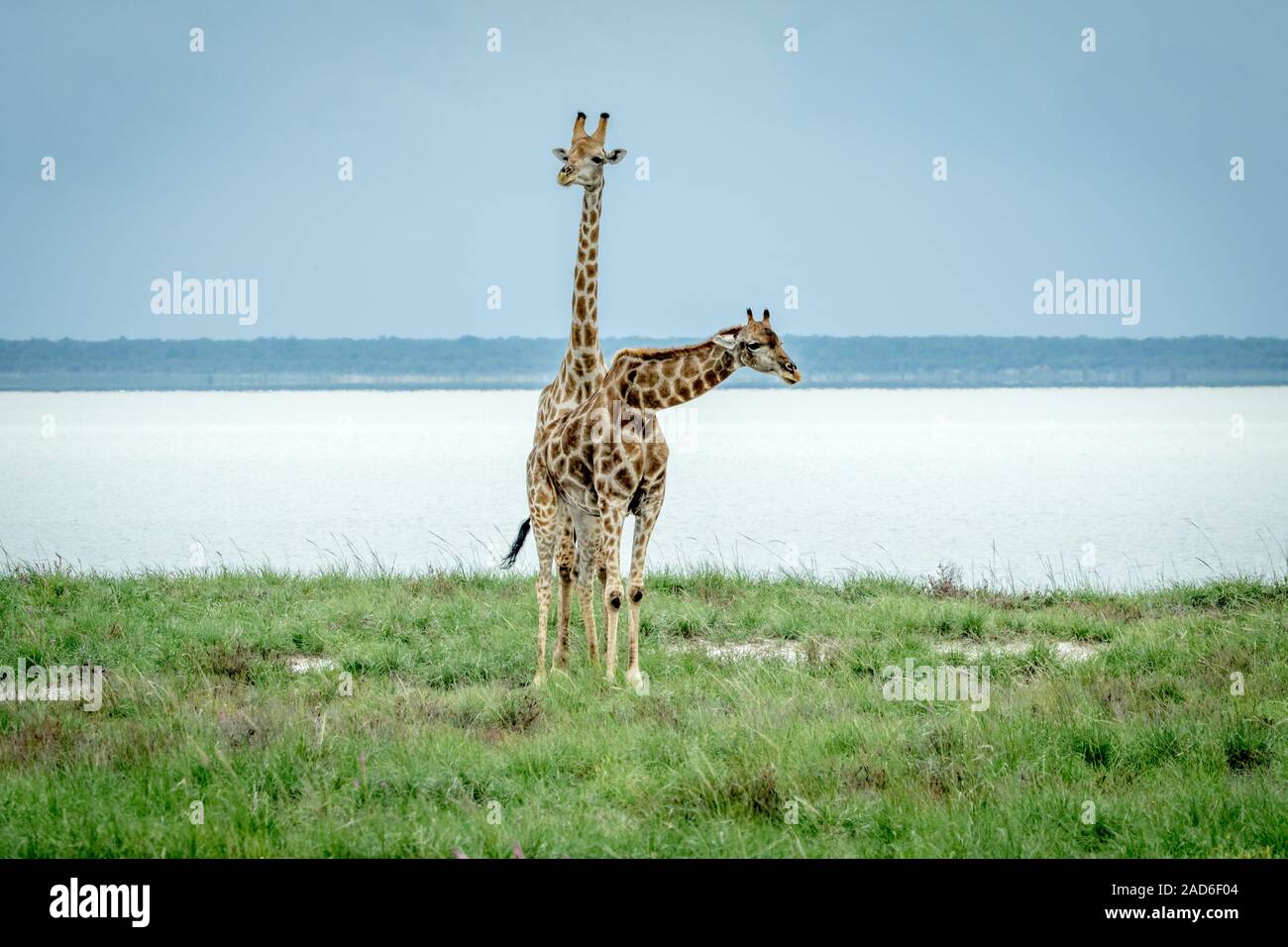 Giraffe standing in long grass hi-res stock photography and images - Alamy