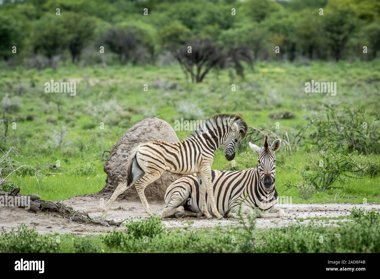 Mother and baby Zebra in the grass. Stock Photo