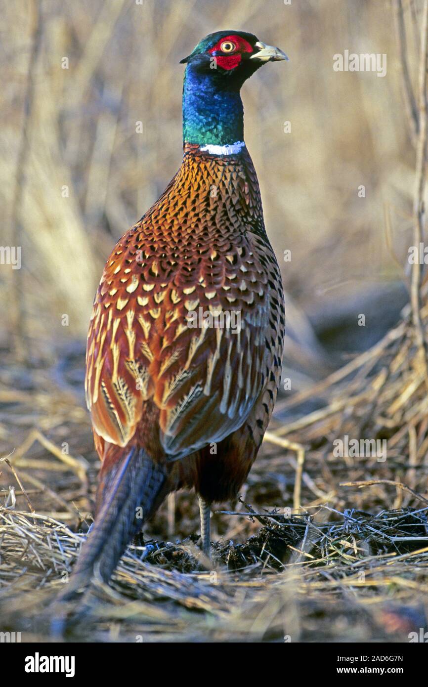 Common Pheasant / Pheasant / Pheasant cock / Game Pheasant / Phasianus