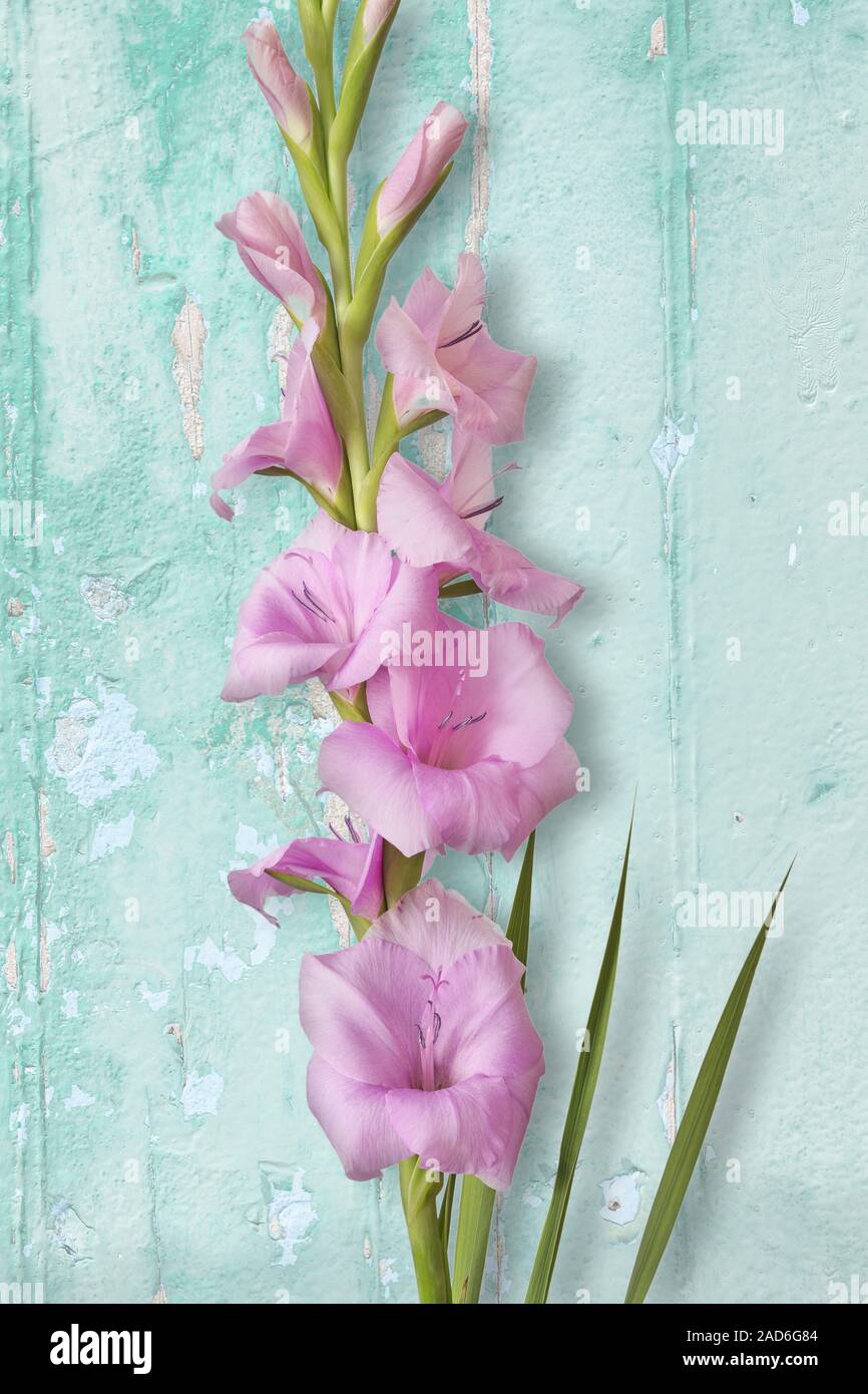 Beautiful Gladiola Flower Stock Photo