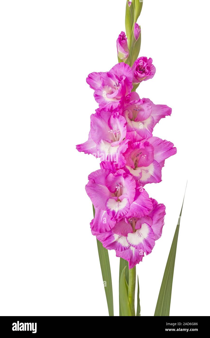 Beautiful Gladiola Flower Stock Photo